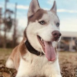 Siberian Huskies from A Better Pet