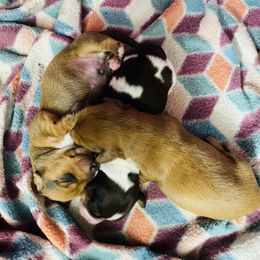 Dachshund Puppies from Kelly's Doxies