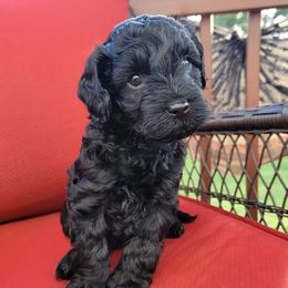 Cavapoos and Poodles from Cavapoo And Poodle Adore