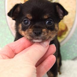 Pearl - Black and tan female Chihuahua puppy in Clinton, Missouri from RockyTop Hearts