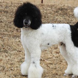 Aussiedoodles, Bernedoodles, and Poodles from Miller's Doodles