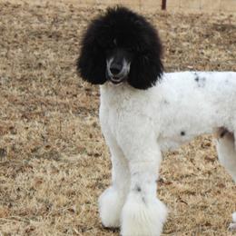 Aussiedoodles, Bernedoodles, and Poodles from Miller's Doodles