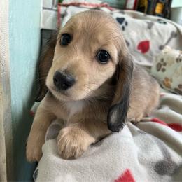 Red - Cream female Dachshund puppy in Cumby, Texas from Dog Daze Ranch