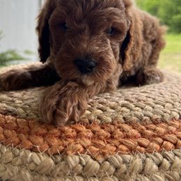 Goldendoodle and Poodle Puppies from Dream Catcher Goldendoodles
