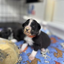 Border Collie Puppies from Ferry Hill Farm