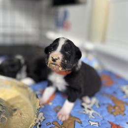 Border Collie Puppies from Ferry Hill Farm