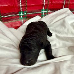 Pepper - Black male Pyredoodle puppy in Willacoochee, Georgia from Kitandkboodle's Doodles