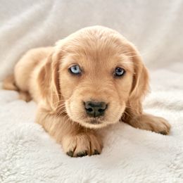 Companion Cross Puppies from Happy Tails Mini Goldens