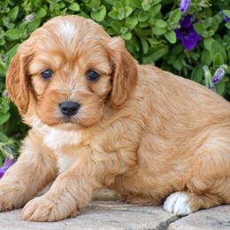 Cindy - Red female Cavapoo puppy in Gap, Pennsylvania from Country View Puppies ( License 18816)