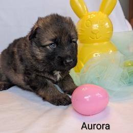 Aurora - Sable female German Shepherd puppy in Waterloo, New York from Von Nikolaos German Shepherds
