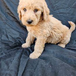 Labradoodle Puppies from Jesus Castro