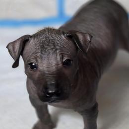 1 - Brindle female Xoloitzcuintli puppy in Pierson, Michigan from Mickam's Xolo's