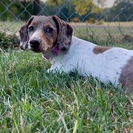 Honey Bee - Dapple female Dachshund puppy in Ben Wheeler, Texas from P&P Dachshunds