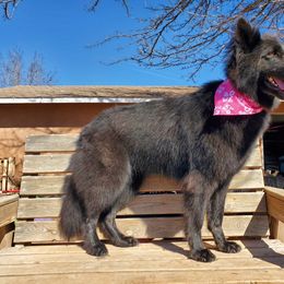 Raven - German Shepherd