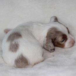 Quimby (3625) - Dapple female Dachshund puppy in Sonora, Kentucky from Maple Hill Miniature Dachshunds