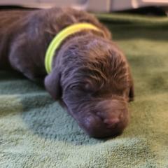 Yellow - Dark brown Chesapeake Bay Retriever puppy in Winneconne, Wisconsin from Lone Willow Chesapeakes