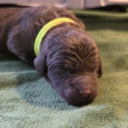 Yellow - Dark brown Chesapeake Bay Retriever puppy in Winneconne, Wisconsin from Lone Willow Chesapeakes
