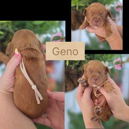 Geno - Red  male Goldendoodle puppy in Decatur, Tennessee from Diamond's Doodles