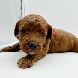 Boy 1 - Red  male Goldendoodle puppy in Philadelphia, Mississippi from Oakie Doodles
