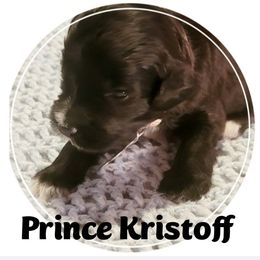 Goldendoodle Puppies from Magical Goldendoodles of Pioneer Valley, MA