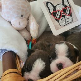 No name - Black brindle and white female Boston Terrier puppy in Jackson, Tennessee from For The Love Of Bostons