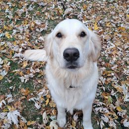 Yuki - Golden Retriever