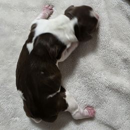 Malie - Tri-Roan female English Springer Spaniel puppy in Florida from Thunderbird Springers