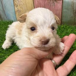 Baxter - Parti male Miniature Schnauzer puppy in Lufkin, Texas from C&K’s Schnauzer House