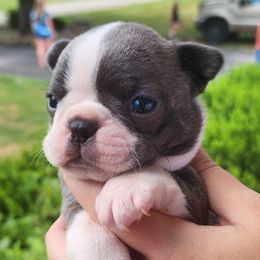 Blue AKC Kanga - Brindle and white female Boston Terrier puppy in Morristown, Tennessee from Down in the Holler