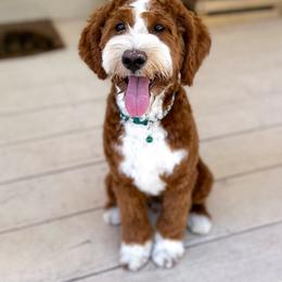 River - Goldendoodle