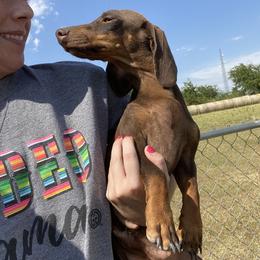 Dorothy - Dachshund