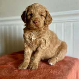 Reese's - Red  female Goldendoodle puppy in Taylorsville, North Carolina from Heartfelt Doodles