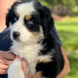 Charles Dickens (Charlie) - Black tri-color male Australian Shepherd puppy in Lebanon, Oregon from Mt. Hope Aussies