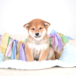 Peach Lightning -OFA HEALTH TESTED- - Red male Shiba Inu puppy in Neosho, Missouri from Kenny Cave K9s