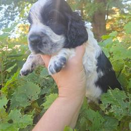 Tiger Woods - Black and white male English Springer Spaniel puppy in Saginaw, Michigan from Kemerer Springers