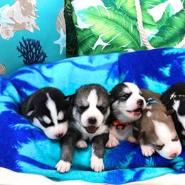 Siberian Husky puppies from B&H Husky Farm