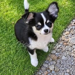Blossom - Black and white female Chihuahua puppy in Bowdon, Georgia from Paschal's Pups