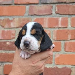 Jolene - Black brown and white female Basset Hound puppy in Bellaire, Ohio from Blessed Bassets
