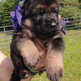 Purple - Black and red female German Shepherd puppy in Gustavus, Ohio from Cross Kreek Kennels