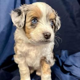 Aussiedoodle and Miniature Australian Shepherd Puppies from Hilary Fillmore