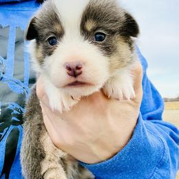 Polar Bear - Black and tan male Pembroke Welsh Corgi puppy in Ashland, Ohio from SS Australian Shepherds