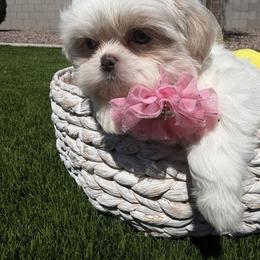 Star - White female Shih Tzu puppy in Coolidge, Arizona from Shih Tzu’s  ‘N’ Love