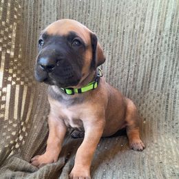 Silas ( green collar ) - Fawn male Great Dane puppy in Spartanburg, South Carolina from Pawlmetto Danes