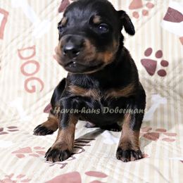 Black rust Male 293 - Black and rust male Doberman Pinscher puppy in Harmony, North Carolina from Havenhaus Dobermans