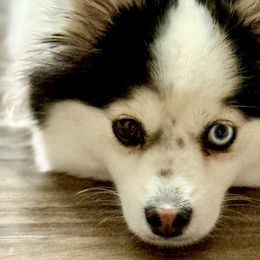 Pomskies from Summer Clark