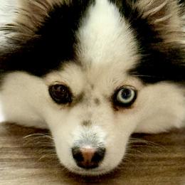 Pomskies from Summer Clark