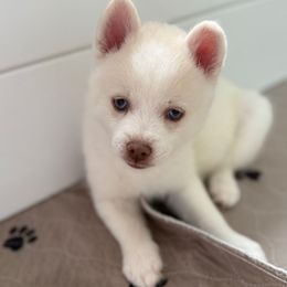 Navy Collar - White male Pomsky puppy in Exeter, Rhode Island from Ocean State Pomskies