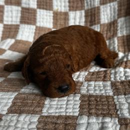 Denver - Red  male Goldendoodle puppy in Alamance County, North Carolina from Doodle Squad Puppies