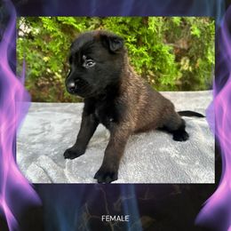Phoenix - Fawn sable female Belgian Malinois puppy in Chino, California from BlueStone K9