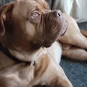 Dogue de Bordeaux All Grown Up from Theresea Martin